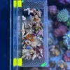Picture of Acrylic Fish & Anemone Acclimation Box